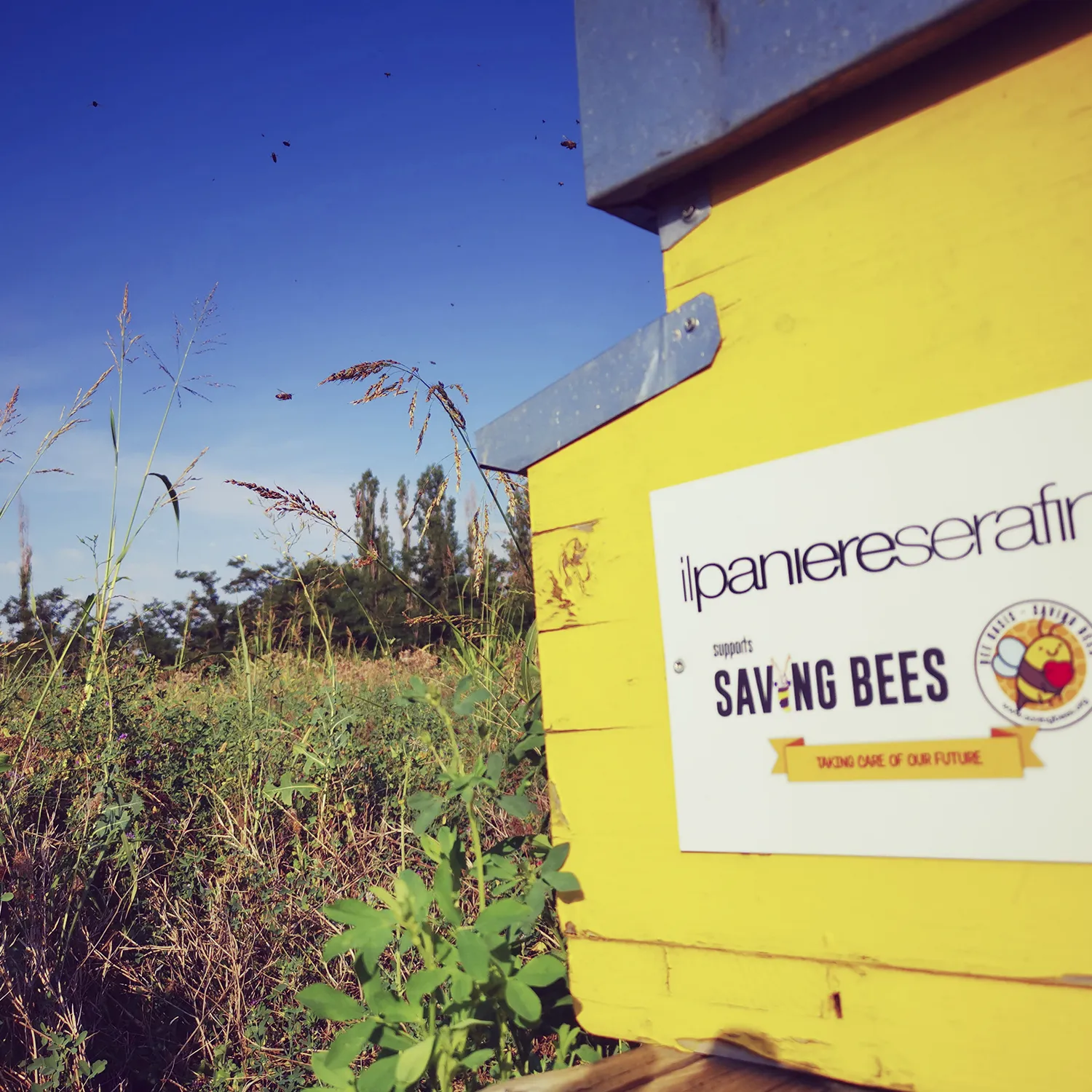 Saving Bees